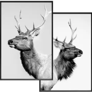 Wandbilder 2fach sortiert | Deer | 20×30 cm