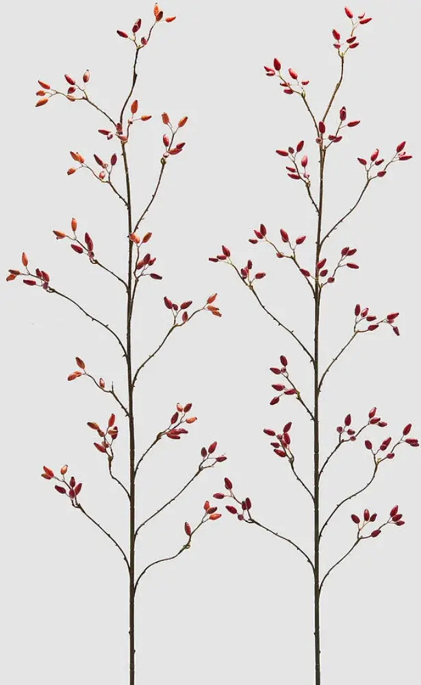 Hagebutte | mix Red 150 cm | VE 2 Stück Stückpreis 35 €